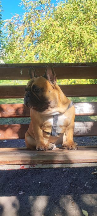 В'язка французького бульдога