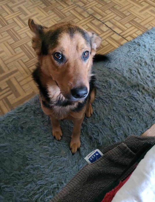 Odam psa rocznego wilczuro podobny