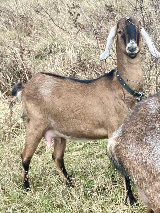 Продаеться стадо кіз.