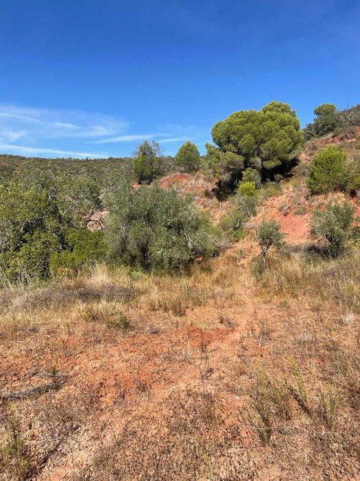 Terreno Rústico à Venda em Fonte da Benevola