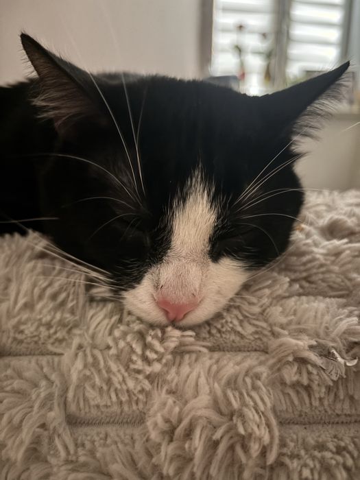 Oddam za darmo kocura