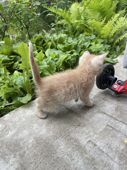 Отдам котенка в хорошие руки (мальчик)
