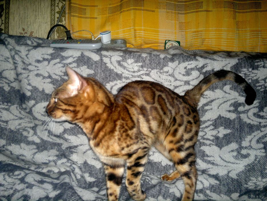 Чистокровна бенгальська в шикарному BENn24