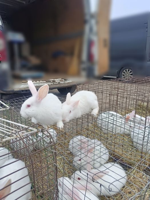 Кролики Термонська біла, Європейська шиншила різного віку
Ціна 190 грн