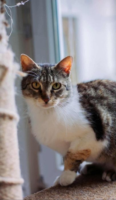 Мальва шукає дім терміново