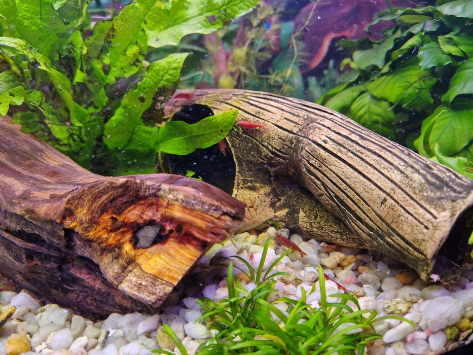 Krewetki Red cherry, Orange