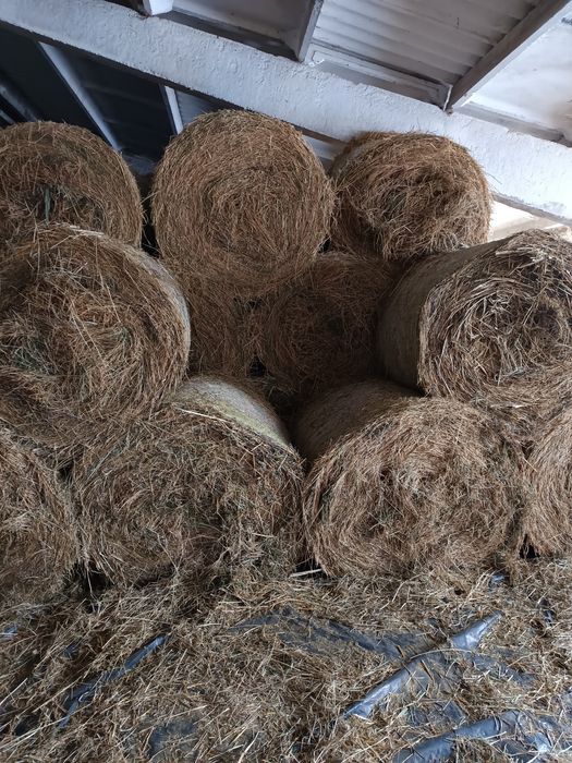 Продам сіно берегове. Тюковане. Тюки круглі, Ціна 1500 грн. за тюк.