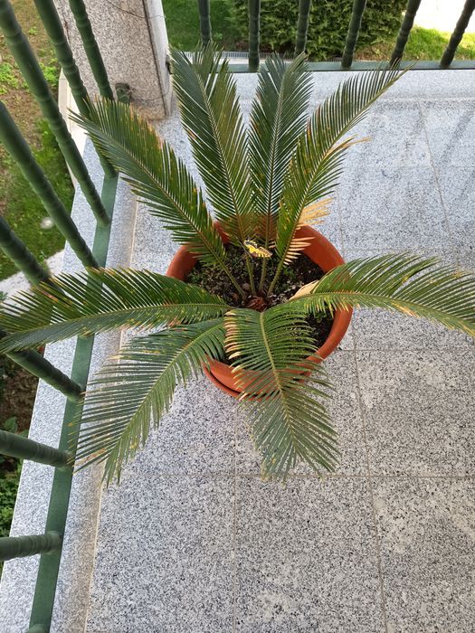 3 Palmeiras Cica (Cycas Revoluta) Saudáveis e Frondosas – Excelente Porte