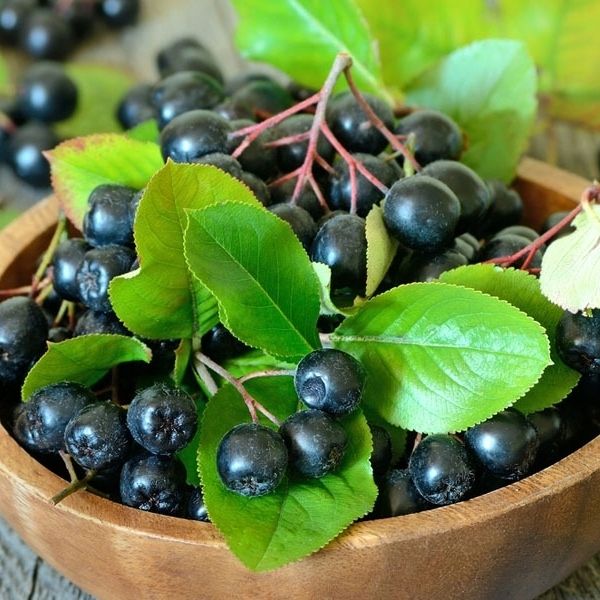 Aronia Galicjanka czarna sadzonka w doniczce