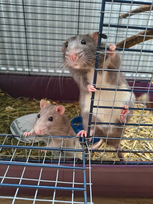 Oddam szczurki chlopaki