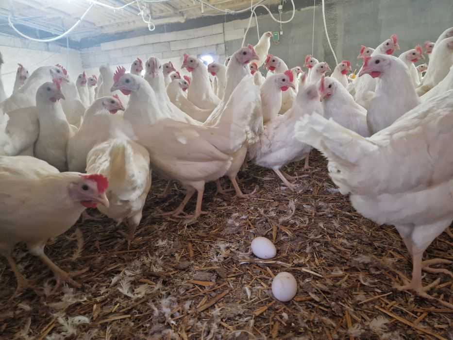 kurki kokoszki nioski tetra