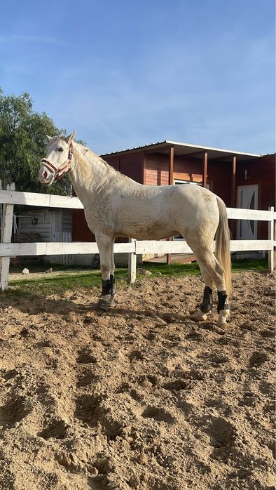 Cavalo Cruzado com livro verde