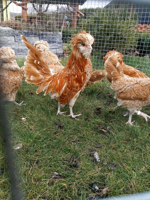 Jaja lęgowe kur ozdobnych czubatki wielbłądziej miniaturowej