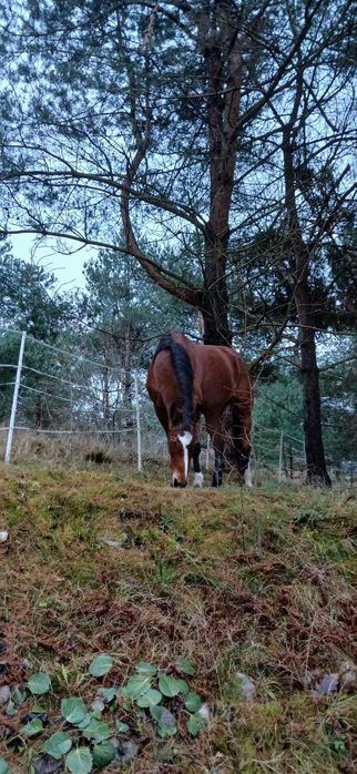 Sprzedam Klacz sprzedam