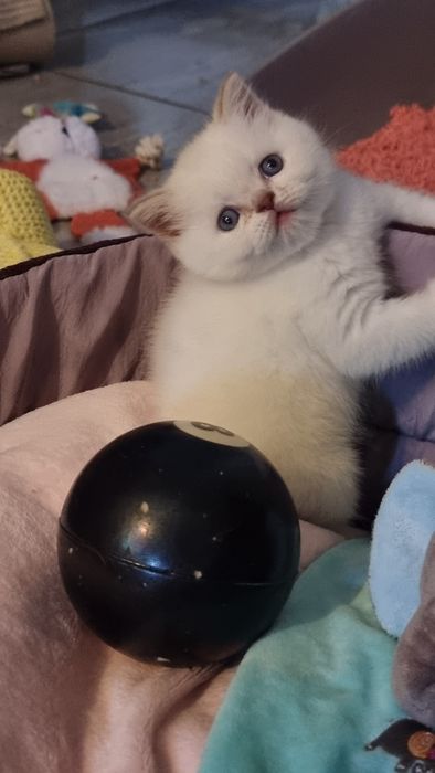 Шотландский  котик