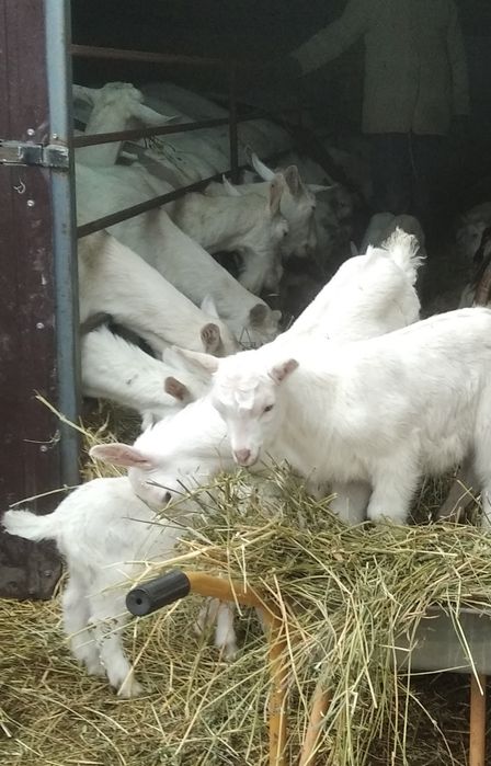 Козлята зааненской породы чистокровные.