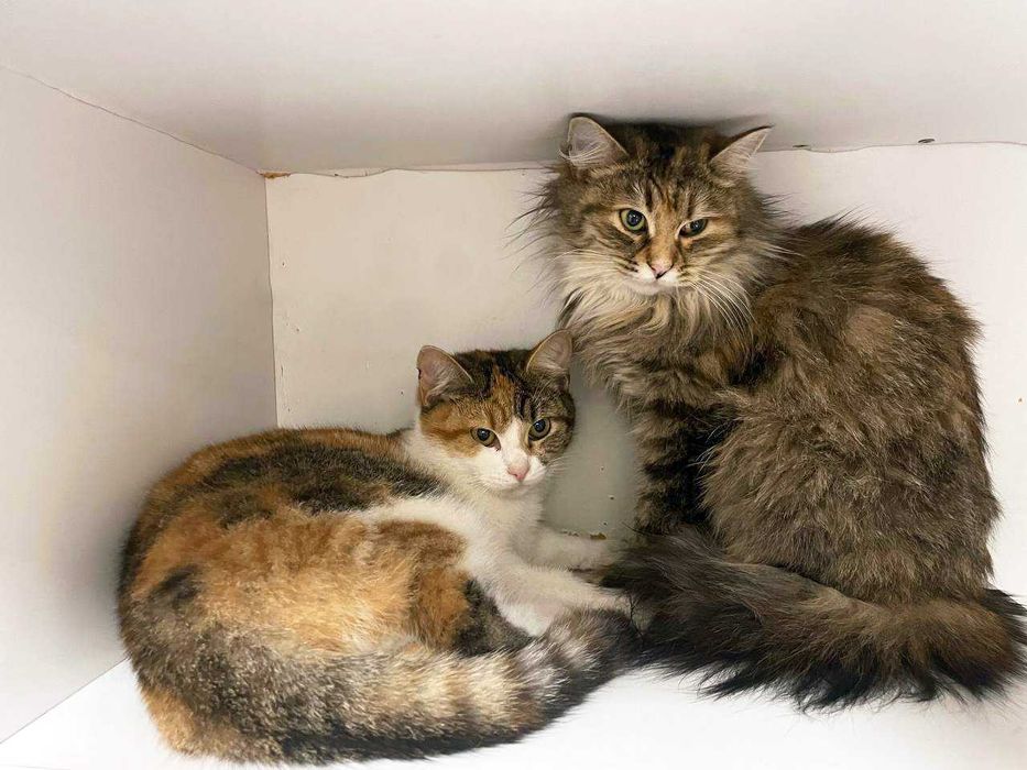 Дуже ніжна киця Тесса шукає дім, 10 міс, стерилізована, кішка, кошка