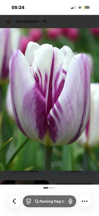 Cebulki Tulipana