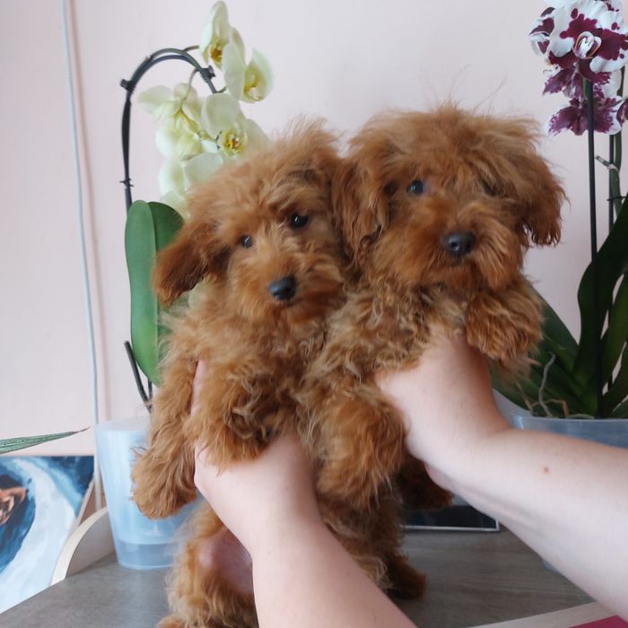 Хлопчики Мальтипу