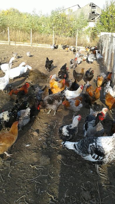 Петухи півні на племя та на мясо ДЖЕРСИЙСКИЕ ГИГАНТЫ