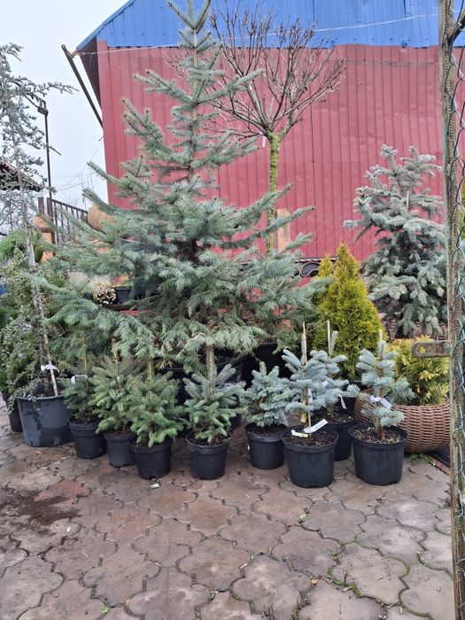 Живі Новорічні ялинки