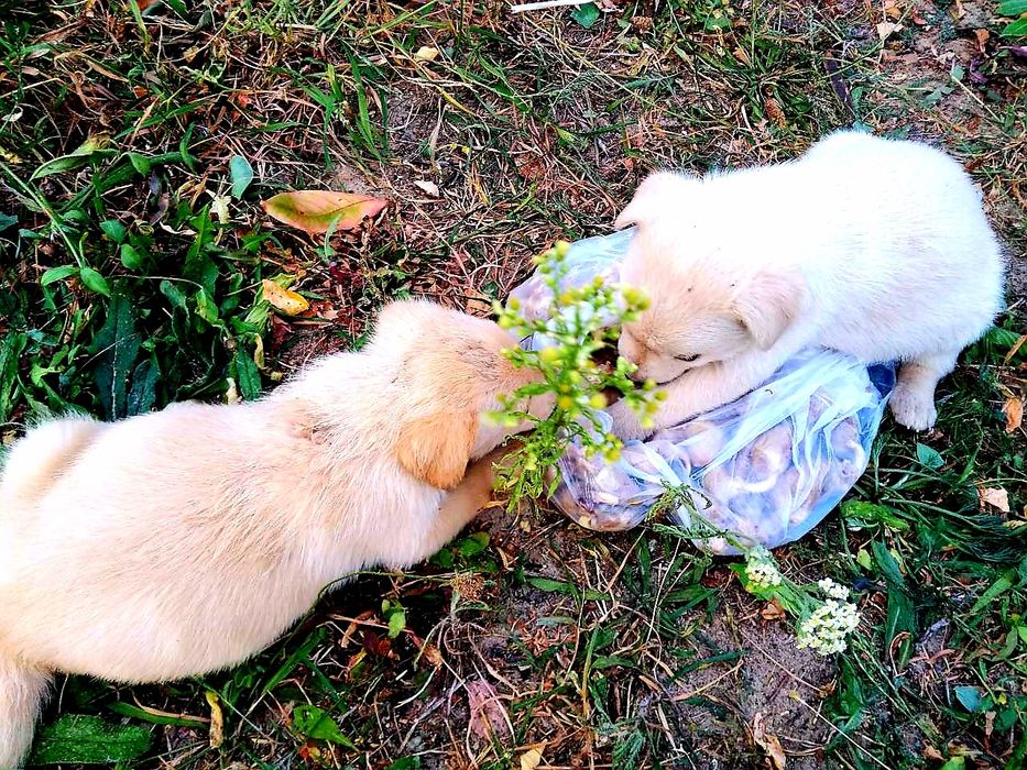 Подарую дуже гарних цуценят