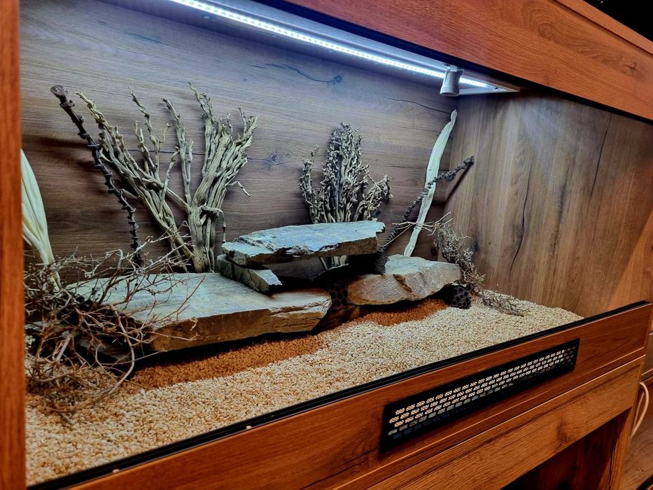 Terrarium 120x60x60 agama brodata jaszczurka