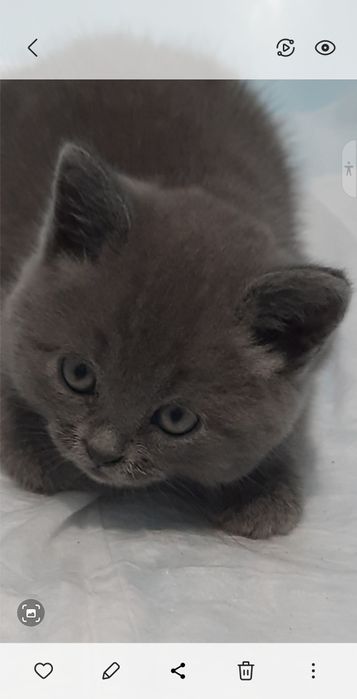 Продам британське кошеня