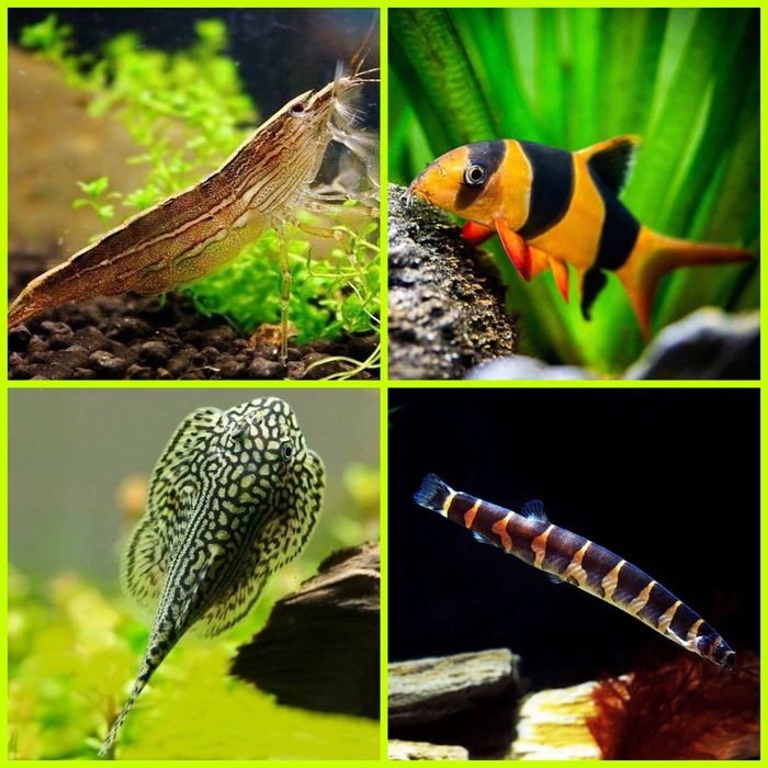 Aquasousa.com - Tetras, Guppys, Corydoras, Neons e muito muito mais...