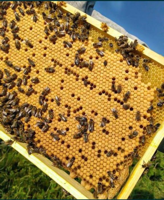 Продаю бджолопакети