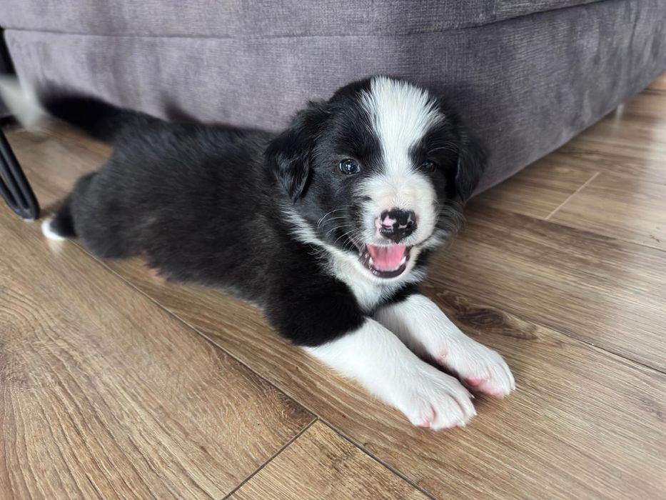 Border Collie czarno-biała suczka