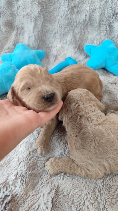 Goldendoodle F1b Doodle golden retriever badania genetyczne