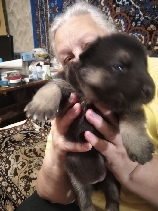 Продам щенков немецкой овчарки