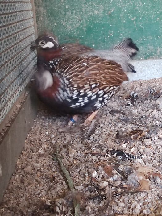 Faisões franclins...