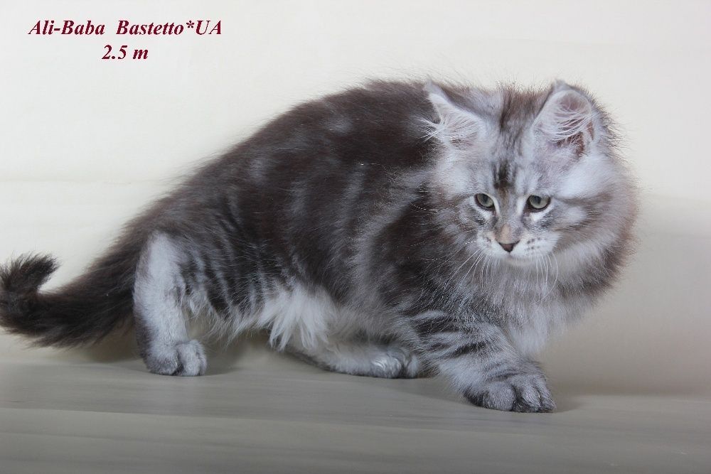 Лучшие котята породы мейн-кун. Питомник Bastetto* UA