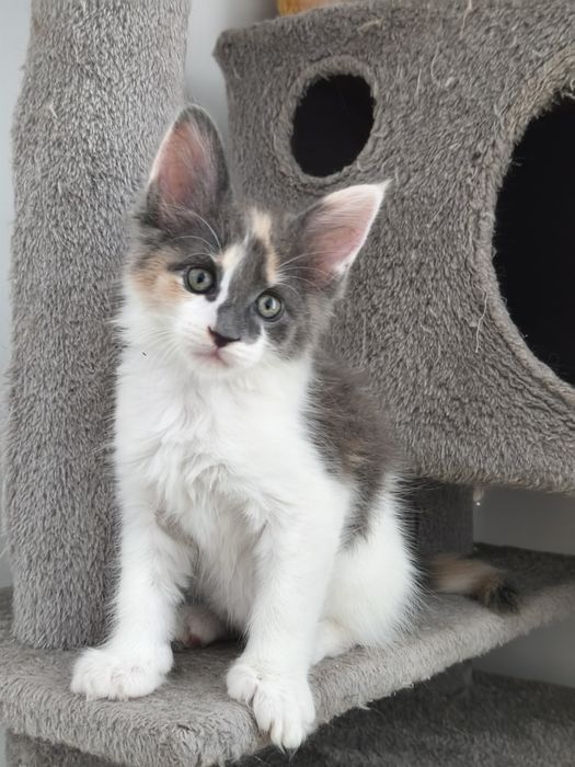 Maine Coon Mia mała dama