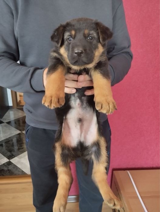 Продам цуценят Німецької вівчарки