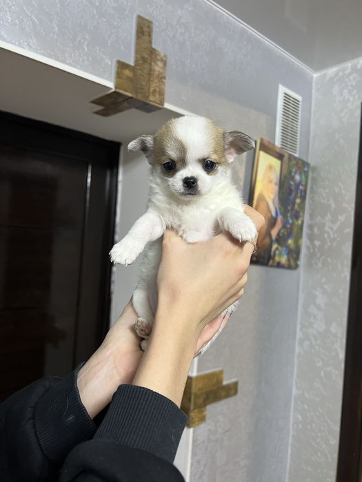 Чихуахуа мальчик