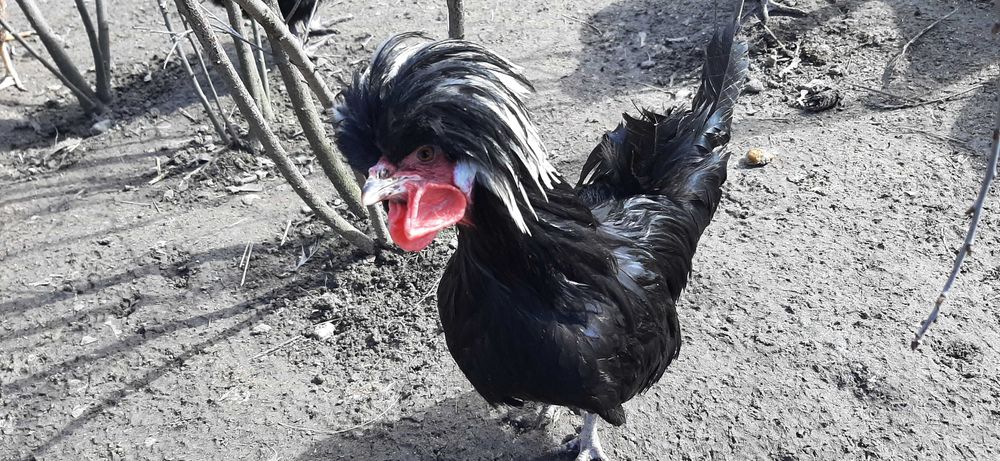 jajka legowe , kolorowe mix