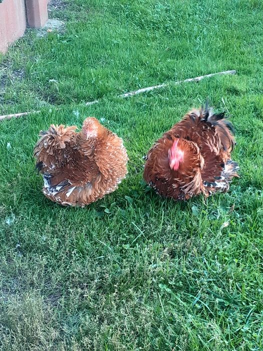 Kochiny porcelanowe miniatutowe lokowane