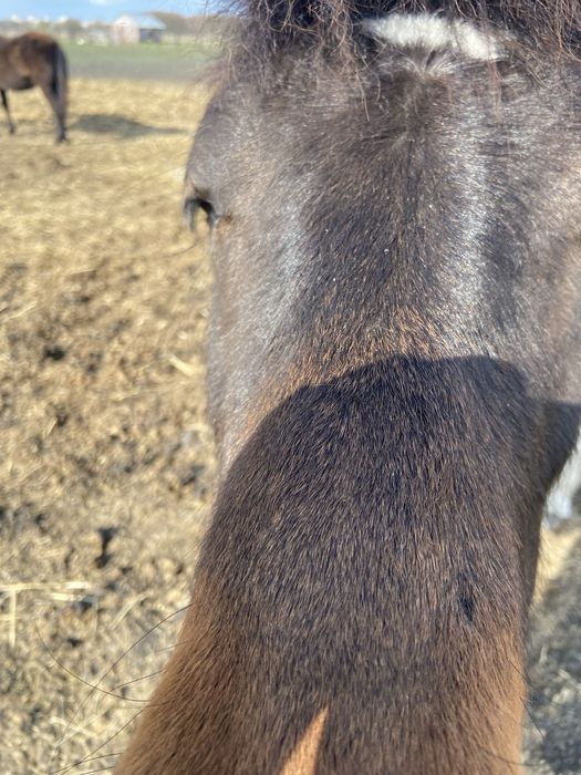 Ogier Hucuł Walientte Programowy