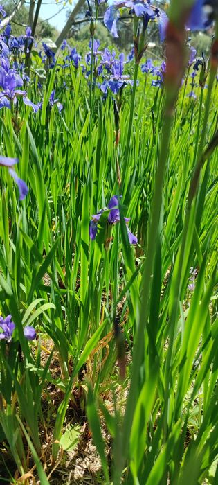 Trytoma groniasta, aster krzaczasty