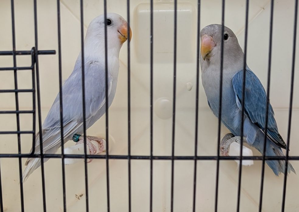 Casal de agapornis Roseicollis com sexagem