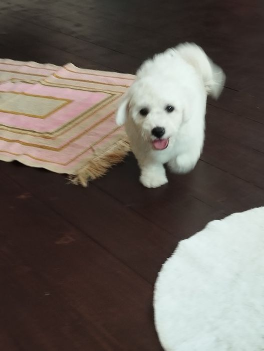 Бішон Фрізе, цуценята, Бишон Фризе