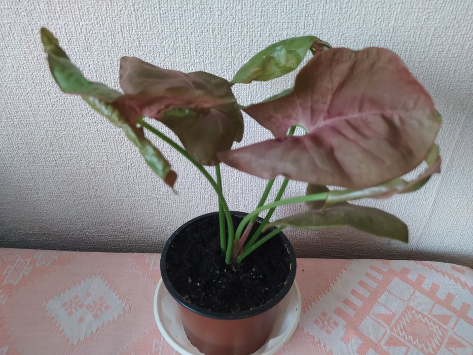 Пеперомії,сінгониуми,бегонії