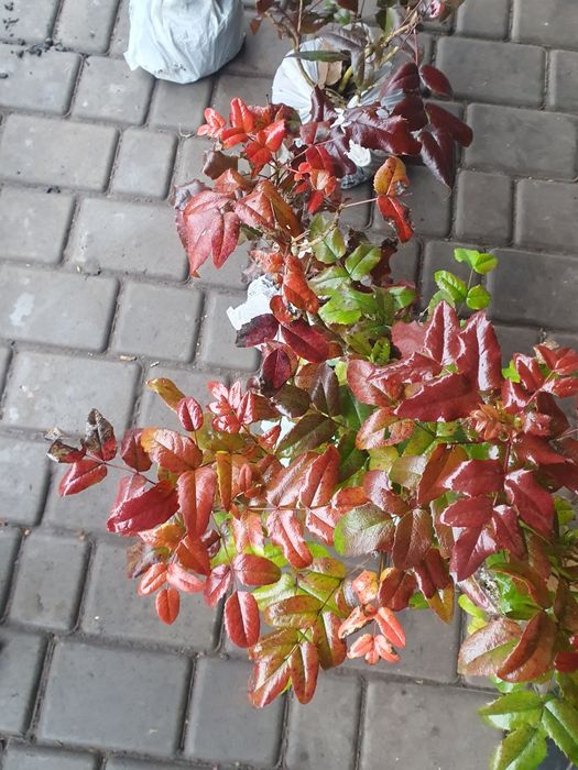 Магонія  по50  копана 4 річка 30смстриж