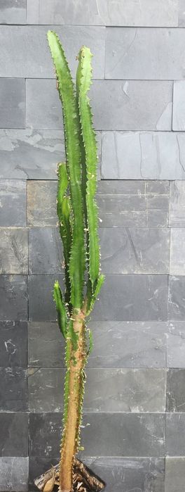 Wilczomlecz wysokość 80 cm odbiór osobisty