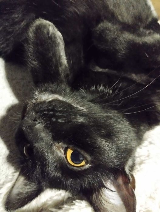 Mijusia śliczna kotka do adopcji