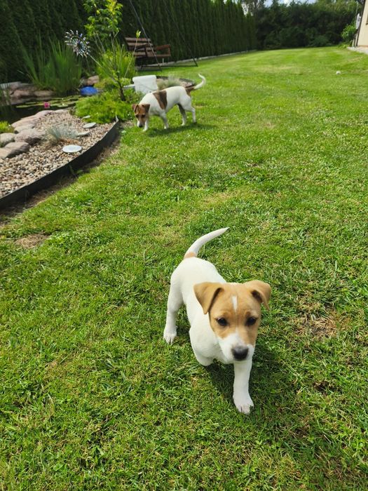 Jack Russell Terrier