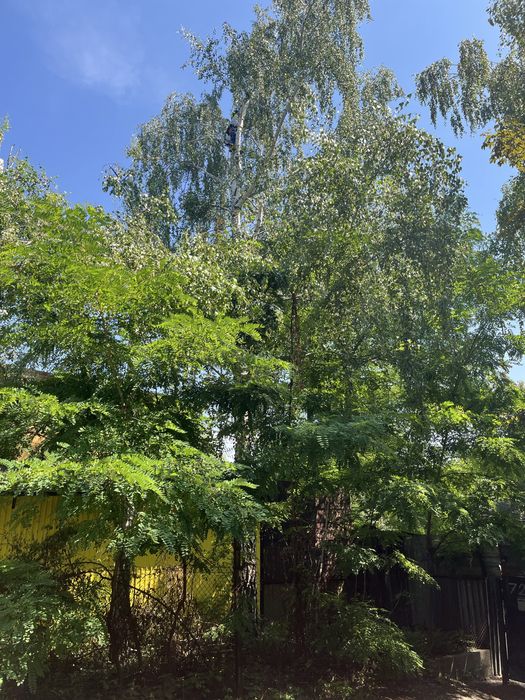 Wycinka drzew arborysta frezowanie korzeni usługi rębakiem